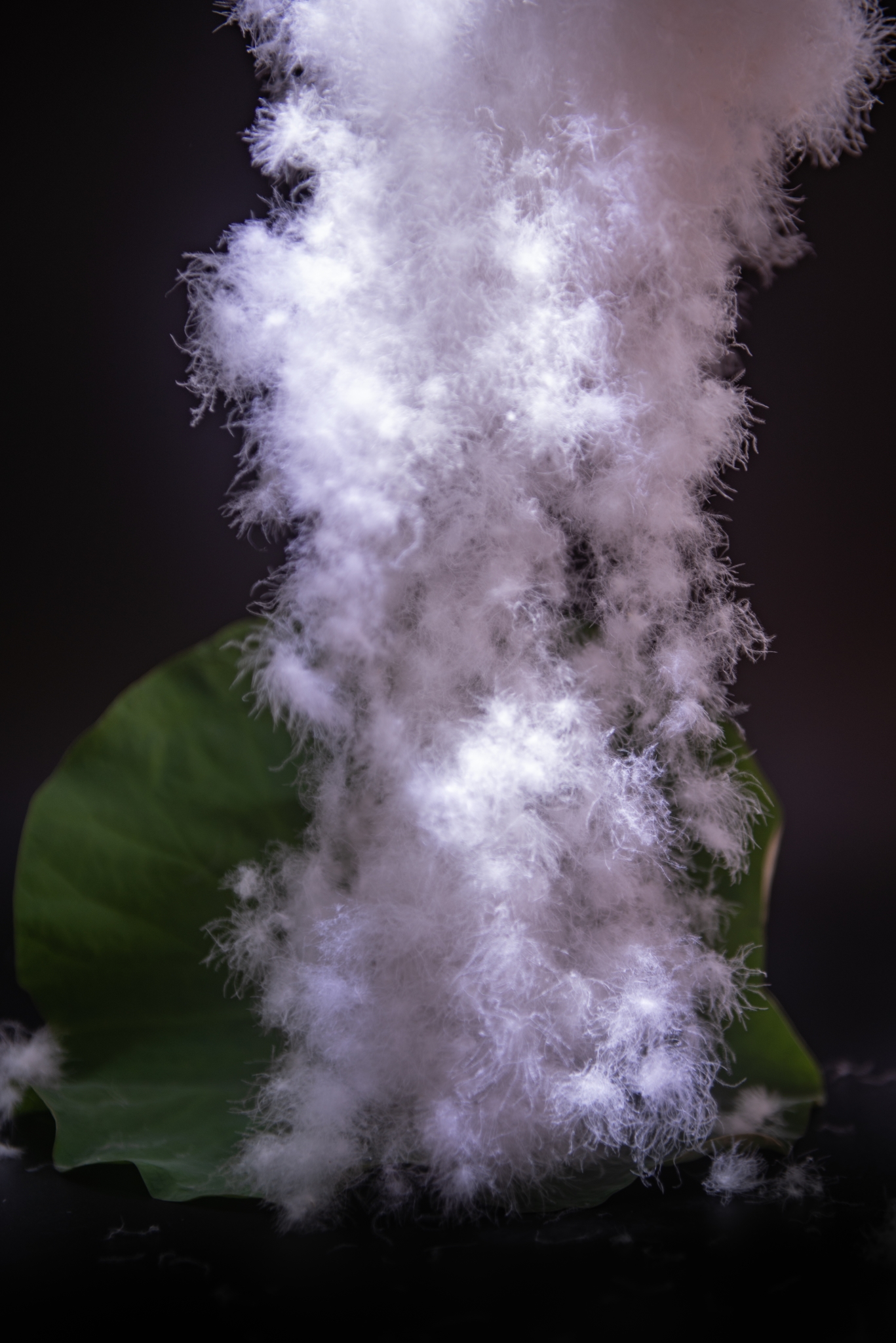 95%水洗纯白鸭绒