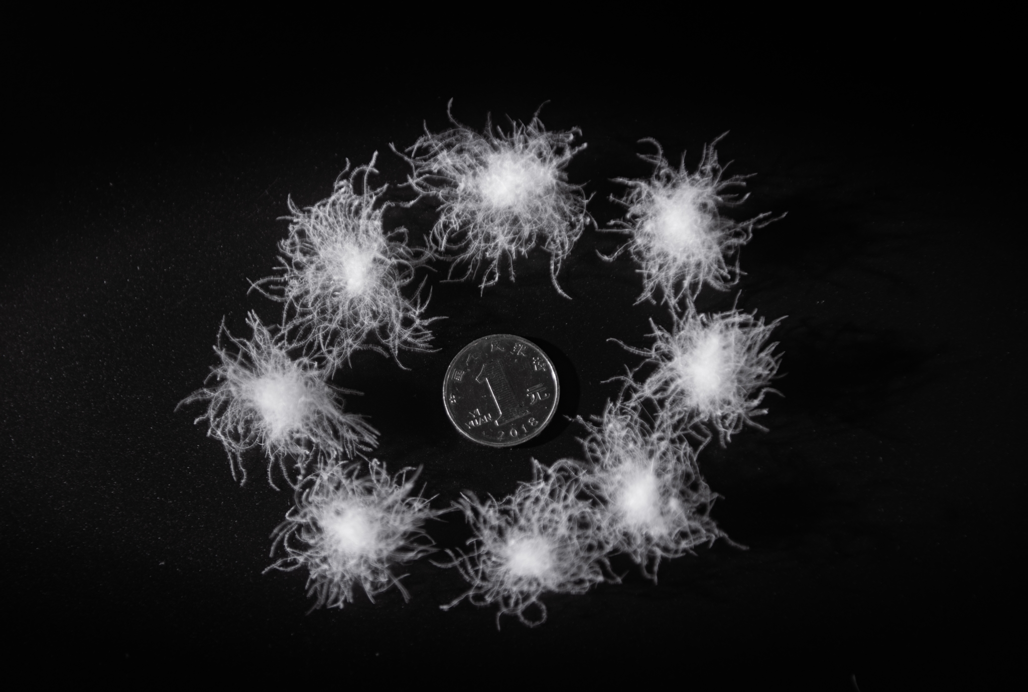 95%水洗纯白鹅绒